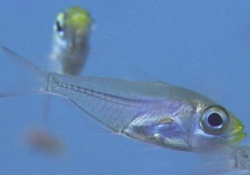 Glassfish01.bmp